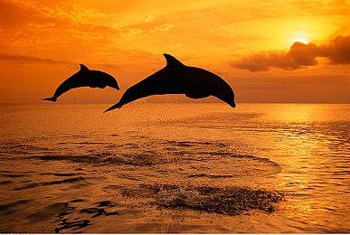 《波西亚时光》PC、主机将迎重大更新 手游版即将上线